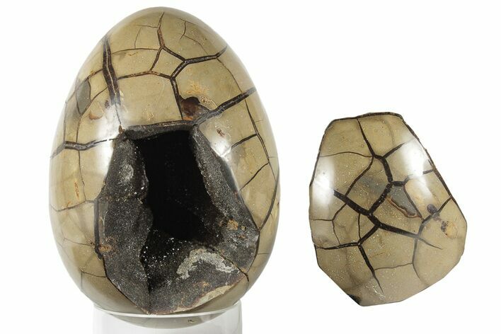 8.3" Septarian "Dragon Egg" Geode - Removable Section